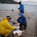 남해복어 이미지