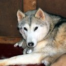 성주허스키켄넬 이미지