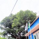 느티나무 이미지