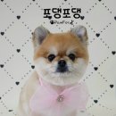 포댕포댕 이미지