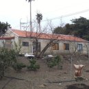 스테이단감 이미지