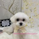 도그마 펫살롱 이미지