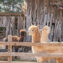 청산농장2 이미지