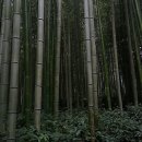 제주다(茶)음