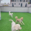 큰댕댕 개치원 이미지