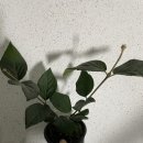 예진꽃농원
