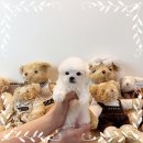 마마스미독 강아지분양 부산덕천점 | 부산강아지분양 마마스미독 대연점 후회하시지 않을거에요