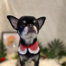 대명애견 이미지