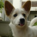 도그하우스 이미지