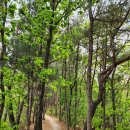 애막골 등산로 입구 이미지