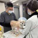 감염내과 교수에게 듣는 감염병으로부터 우리 아이 건강 지키기 | 전라도광주동물병원이 전하는 반려동물 필수 예방접종