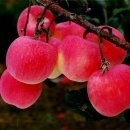 fine(파인) 이미지