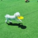 멍블리하우스 이미지