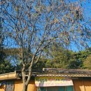 풍금한정식 | 제천 배론성지 근처 맛집 가성비 갑 시인과농부 한식 식당 곤드레돌솥밥 건강한 한정식집