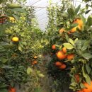 주성농장 이미지