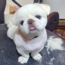 임옥빈 그루밍 이미지