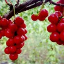 진배농장 이미지