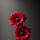 행복한 사람들 Daum카페