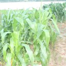 풍전농장 이미지