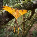 혜성반점 이미지