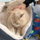 비만고양이 이미지