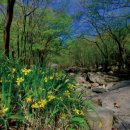 한붓꽃그림 이미지