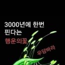 행운결혼 Daum카페