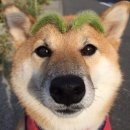 미미왁싱 이미지