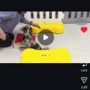 메리펫 네이버블로그