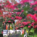 과일나라테마공원3 이미지