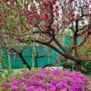 ☆ 부천 춘덕산 복숭아꽃 축제 사진( 2023년 4월 23일) 이미지