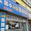 하나사랑동물병원 | 동수역 동물병원 &#39;동수사랑동물병원&#39; 강아지 치아, 치석제거, 이빨 뽑기 + 노견 말티즈 태양이