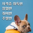 안산애견미용학원 네이버블로그