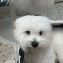 그루밍댕댕 네이버블로그