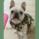 제이브라더스 | 프렌치불독 맞춤옷 "제이소잉" 내돈내산 후기