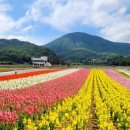 북천꽃단지 이미지