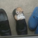 고원지대에 사는 고등동물 이미지