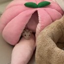 제뉴엔니 이미지