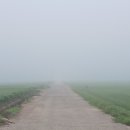 들녘 벼 논 실잠자리 이미지