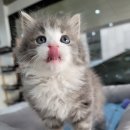 서울고양이분양 묘연 이미지