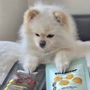 바르다펫 | 강아지수제간식 찹쌀 가루 둘 다 잘 먹었던 바르다펫 에너칩 후기