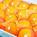 한라청과 이미지