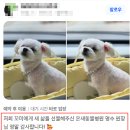 온새동물의료센터 이미지