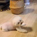 양고기점 이미지