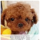 올망졸망 이미지