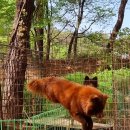 한국 축산 농원 이미지