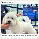 에이스유치원 | 반려견을 위한 첫걸음, 부천 에이스애견미용학원 수강 후기