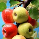 사과나무 Daum카페