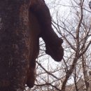 내미로 Daum카페