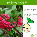 꽃피는나무